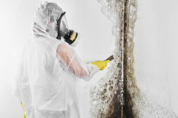 Best Industrial Mold Remediation in Nappanee, IN