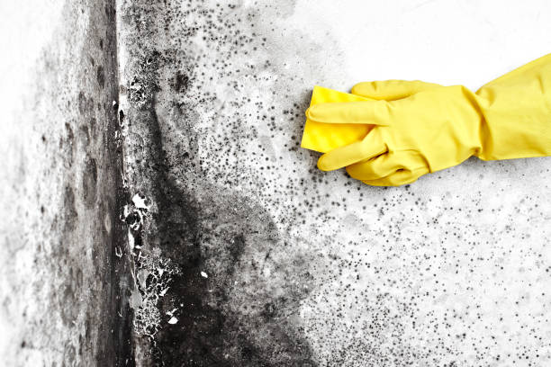 Best Mold Remediation for Specific Building Types in Nappanee, IN